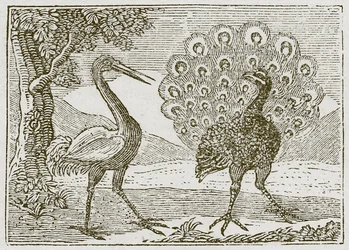 The Peacock and the Crane