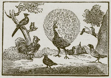 The Peacock and the Magpie