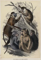 The Proboscis and Other Monkeys