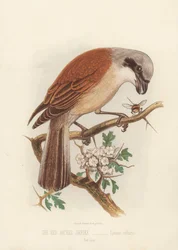 The Red Backed Shrike, Lanius Collurio