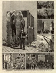The Removal of Jumbo
