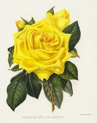 The Rose Garden: Marechal Niel, Tea Scented