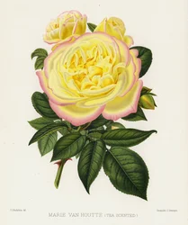 The Rose Garden: Marie Van Houtte, Tea Scented