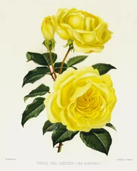 The Rose Garden: Perle Des Jardins, Tea Scented