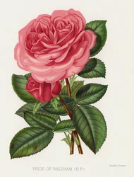 The Rose Garden: Pride of Waltham, HP