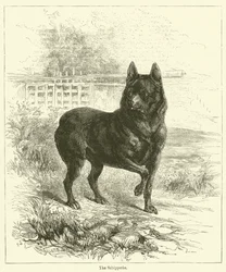 The Schipperke