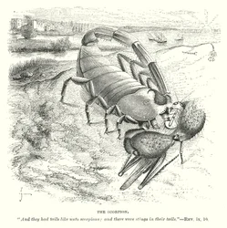 The Scorpion