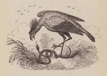 The Secretary Bird