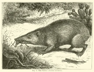 The Tanrec, Centetes ecaudatus