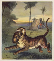 The Tiger-Cub
