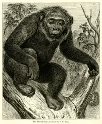 The Twin Monkeys, from Life