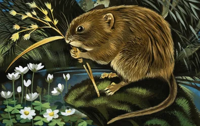 The Water Vole