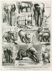 The attempted removal of Jumbo from the Zoological Gardens