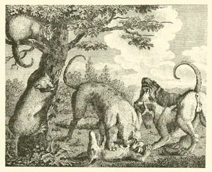 The cat and the fox