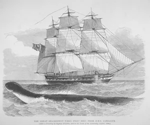 The great sea serpent when first seen from HMS Daedalus in 1848