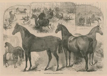 The Horse Show in the Agricultural Hall