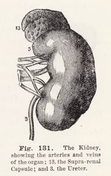 The kidney, showing the arteries and veins of the organ