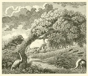 The oak and the reed