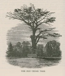 The Old Cedar Tree, Holland House