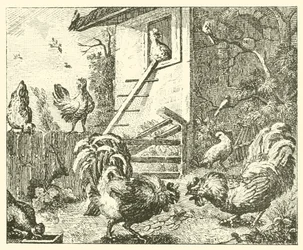 The partridge and the cocks