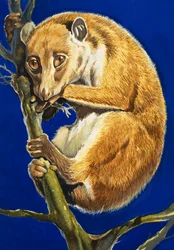 The Potto
