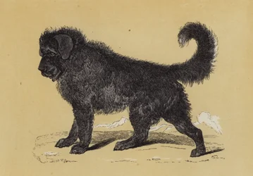 Thibet Dog