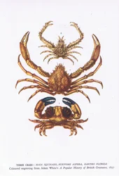 Three crabs, Nature in Britain published by Collins
