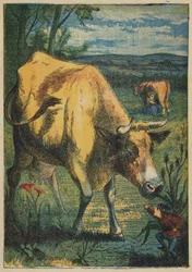 Tom Thumb and the Cow
