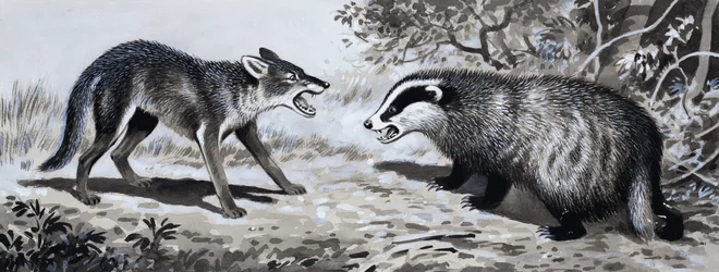 Tooth and Claw: Animals in Combat