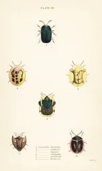 Tortoise Beetles: Omocerus bicornis, Cassida scalaris, Cassida micans, Cassida echinata, Cassida perforata, and Cassida luctuosa