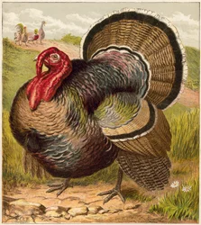 Turkey