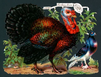 Turkey and Dove