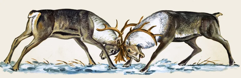 Two Reindeer Lock Antlers