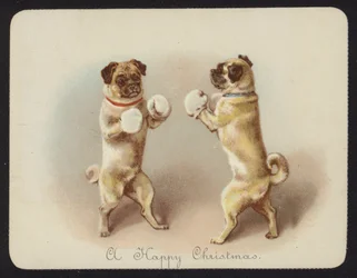 Two dogs boxing
