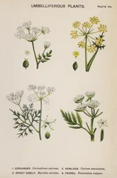Umbelliferous Plants