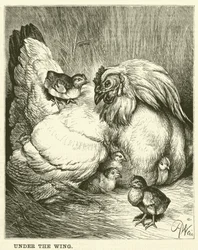 Under the Wing