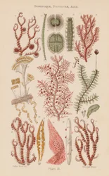 Under the microscope: Desmidiaceae, Diatomaceae, Algae