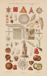 Under the Microscope: Gregarinida, Polycystina, Foraminifera, Rotifera, etc.