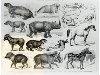 Ungulata or Hoofed Animals