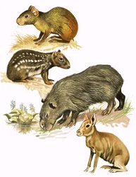 Unidentified Animals Montage