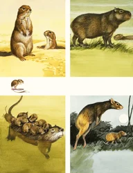 Unidentified animals montage including coypu