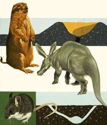 Unidentified animals montage including prairie dog and aardvark