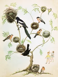 Unidentified Birds and Nests Montage