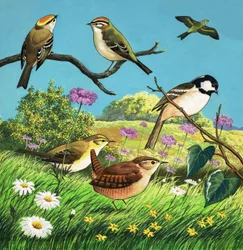 Unidentified birds montage