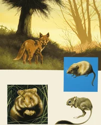 Unidentified country animals montage including fox