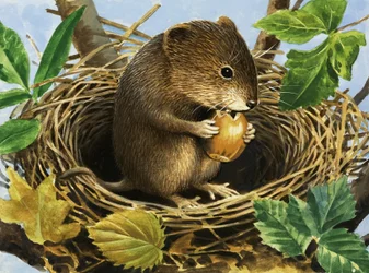 Unidentified mouse eating acorn in nest