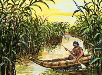 Unidentified Native Rowing Amongst Tall Reeds