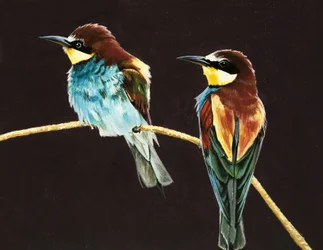 Unidentified Pair of Birds