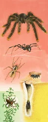 Unidentified spiders montage