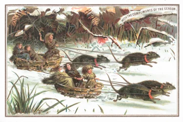 Urchins having a sledge Rat Race